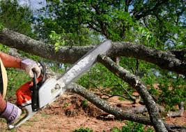 Professional Tree Removal in Davidson, NC