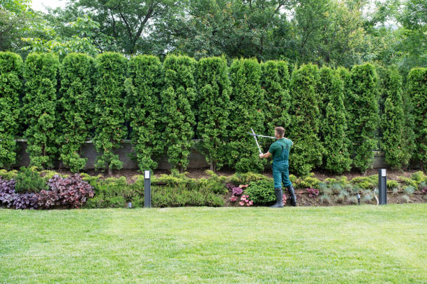 Best Pest Control for Lawns  in Davidson, NC