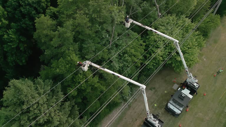 Best Storm Damage Tree Cleanup  in Davidson, NC