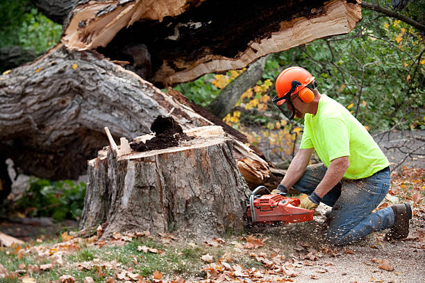 Best Commercial Tree Services  in Davidson, NC