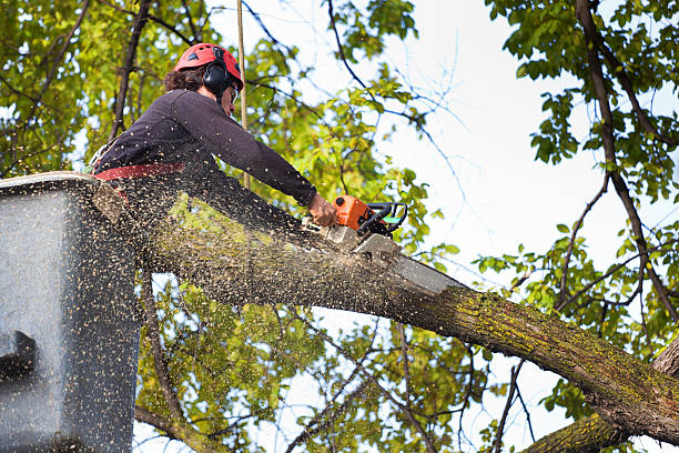 Best Tree Mulching  in Davidson, NC