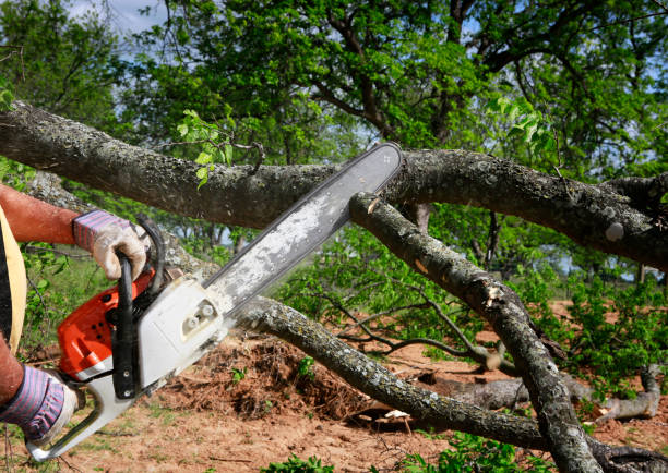 Best Emergency Tree Removal  in Davidson, NC